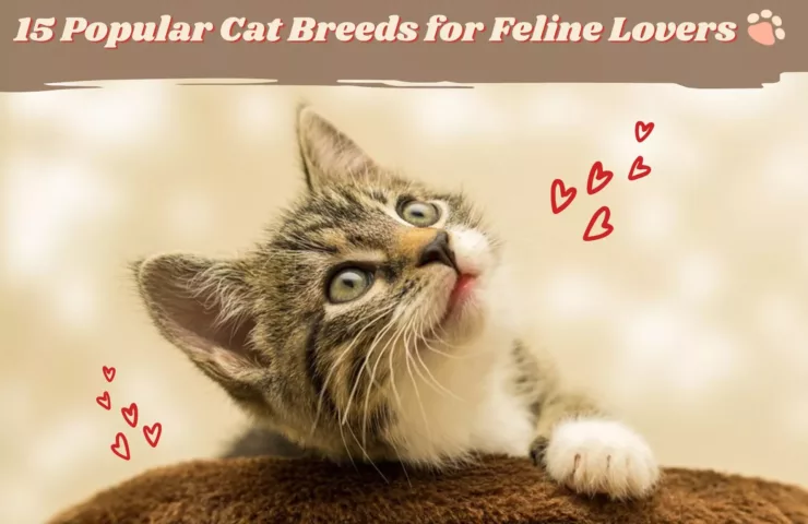 15 Popular Cat Breeds for Feline Lovers